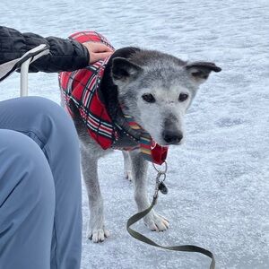 🥳3 time HOST PICK!🥳 RC Pets fleece Whistler Winter dog vest